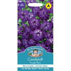 Candytuft Purple Rain Seeds